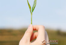 恩施玉露茶功效，具有防辐射等保健作用！-茗扬网