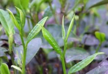 遵义湄潭县出什么茶-茗扬网