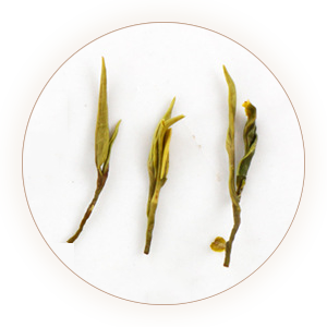 日照绿茶：北方第一茶