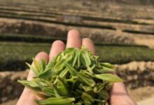 日照绿茶如何泡,日照绿茶的冲泡方法-茗扬网