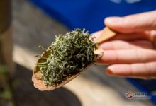 日照绿茶要怎么挑选，日照绿茶的挑选方法-茗扬网