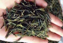 崂山绿茶的制作工艺-茗扬网