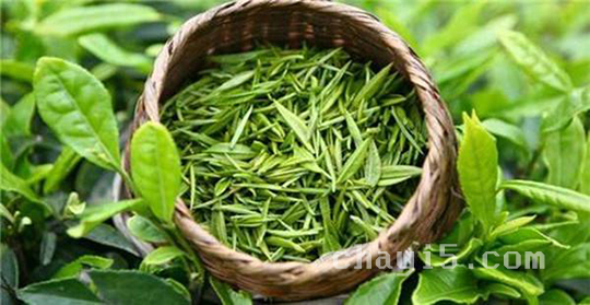 崂山茶的冲泡与功效