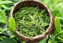 正宗崂山绿茶产地在哪里-茗扬网