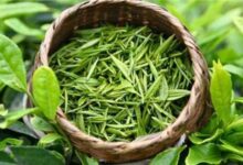 喝崂山绿茶对身体有什么好处-茗扬网