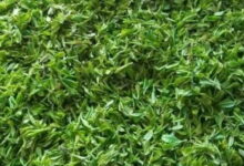 海青茶多少钱 和崂山绿茶哪个好-茗扬网