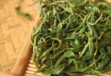 崂山绿茶的功效 崂山绿茶的泡法和特点-茗扬网