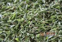 雨花茶怎么保存?能保存多长时间-茗扬网