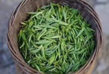 岳西翠兰茶叶价格和档次 岳西翠兰茶叶多少钱一斤-茗扬网