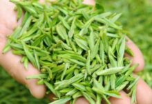 岳西翠兰有什么好处 岳西翠兰多少钱一斤-茗扬网