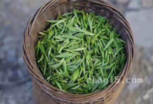 岳西翠兰的功效与作用 岳西翠兰的禁忌事项-茗扬网