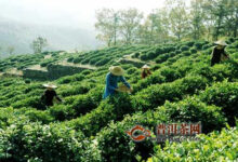 岳西翠兰茶叶介绍-茗扬网
