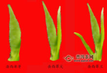 岳西翠兰品种分类-茗扬网