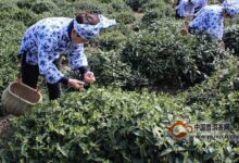 舒城小兰花采摘时间-茗扬网