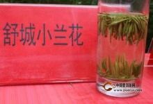 舒城小兰花的功效-茗扬网