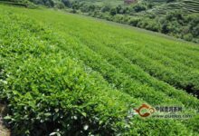 径山茶绿茶-茗扬网