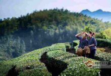 开化龙顶有哪些茶叶品牌-茗扬网