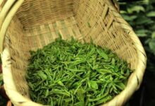 喝古丈毛尖茶有什么好处，盘点古丈毛尖茶的七大功效-茗扬网