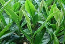 古丈毛尖的功效与禁忌事项-茗扬网