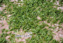 古丈毛尖属于什么茶-茗扬网