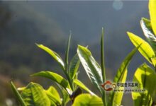 古丈毛尖制作工艺-茗扬网