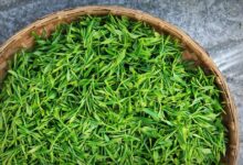 喝峨眉雪芽茶有什么好处，盘点峨眉雪芽茶的七大功效-茗扬网