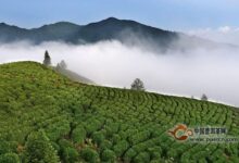 峨眉雪芽-茗扬网