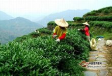 峨眉雪芽的采制工艺-茗扬网