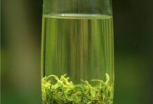 峨眉雪芽的禁忌，喝峨眉雪芽的注意事项-茗扬网