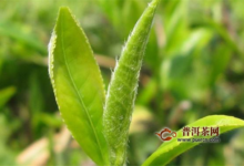 峨眉雪芽是绿茶吗-茗扬网