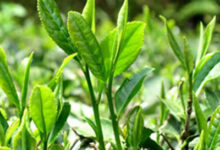 峨眉雪芽的制作工艺与制作方法-茗扬网