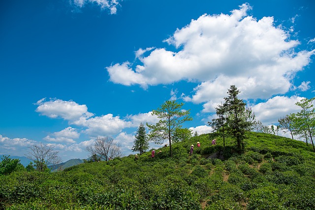 重庆永川名茶——永川秀芽