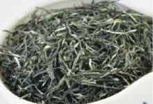 永川秀芽的功效与禁忌事项-茗扬网