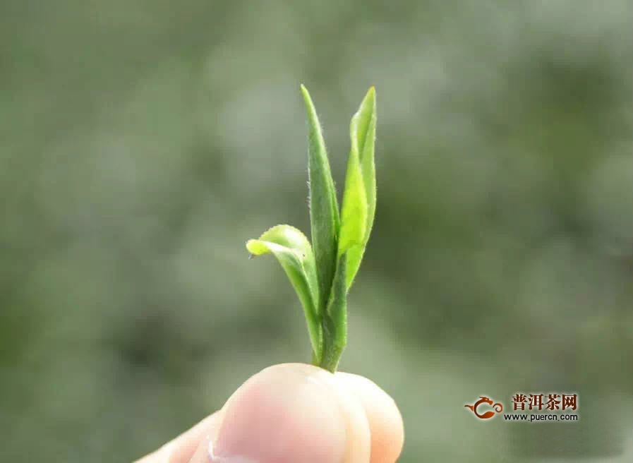 永川秀芽怎么保存？需要放冰箱吗？