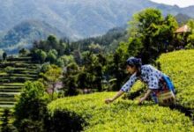 英山云雾茶的制茶工艺步骤-茗扬网