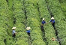 英山云雾茶怎么保存？英山云雾茶的保存方法-茗扬网