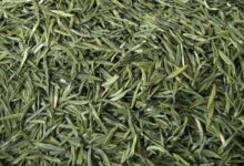 英山云雾茶春茗的制作-茗扬网