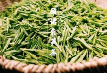 顾渚紫笋的功效与禁忌事项-茗扬网