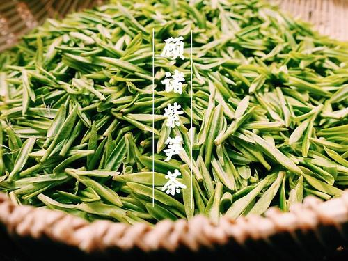 顾渚紫笋的功效与禁忌事项