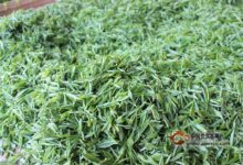 顾渚紫笋茶的功效作用-茗扬网