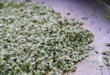 无锡毫茶的功效与作用 无锡毫茶的泡法-茗扬网