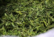 喝金山翠芽茶对身体有什么好处-茗扬网