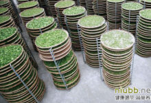 金山翠芽属于什么茶-茗扬网