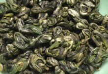 喝涌溪火青茶对身体有什么好处-茗扬网