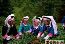 涌溪火青茶叶加工及采摘标准-茗扬网