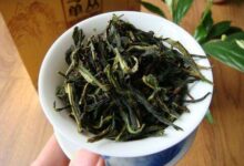 碣滩茶的功效与禁忌事项-茗扬网