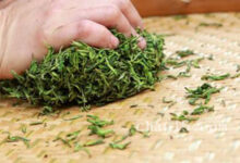 茶叶碣滩茶的作用与禁忌-茗扬网