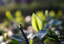 碣滩茶的功效与作用 碣滩茶的泡法-茗扬网