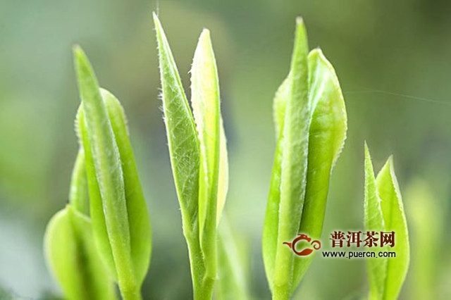 碣滩茶怎么制作？碣滩茶制作工艺