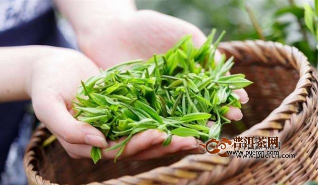 碣滩茶怎么制作？碣滩茶制作工艺